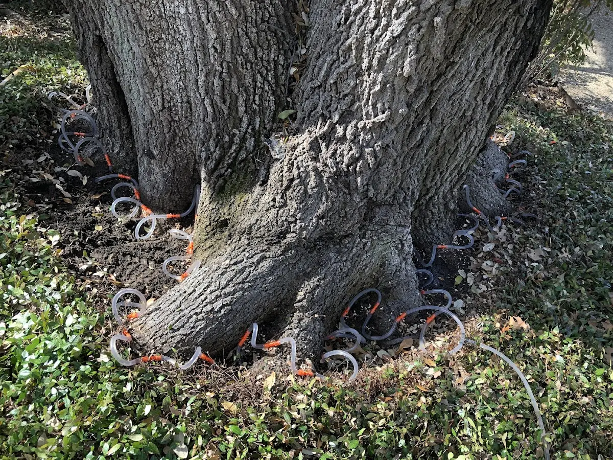Detailed Tree Cabling and Bracing job site in Wrentham